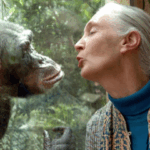 Jane Goodall - Foto ilustración cortesía internet