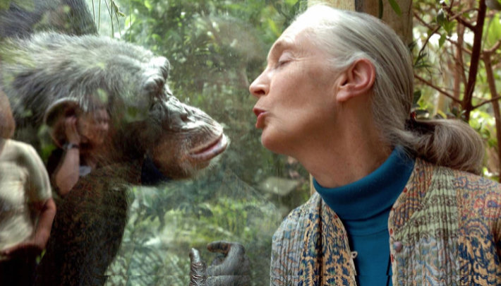 Jane Goodall - Foto ilustración cortesía internet