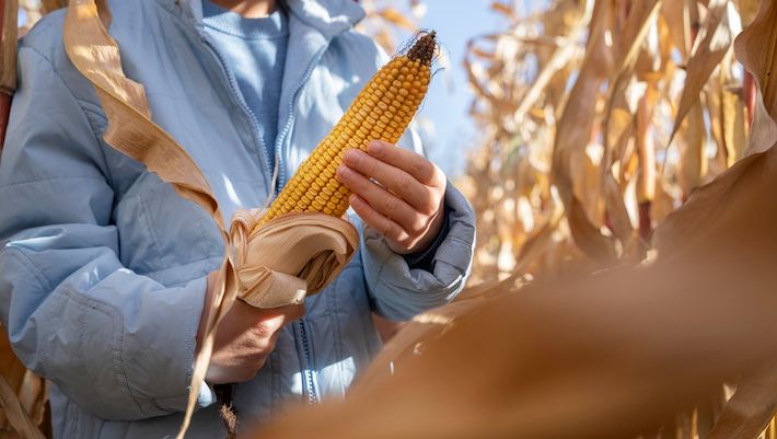 Acuerdo Agricultores maíz - Foto ilustración cortesía internet