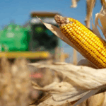Producrores maíz blanco - Foto ilustración cortesía internet