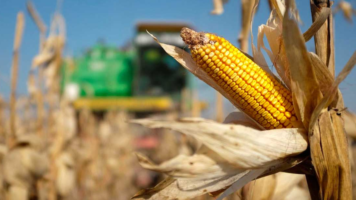 Producrores maíz blanco - Foto ilustración cortesía internet